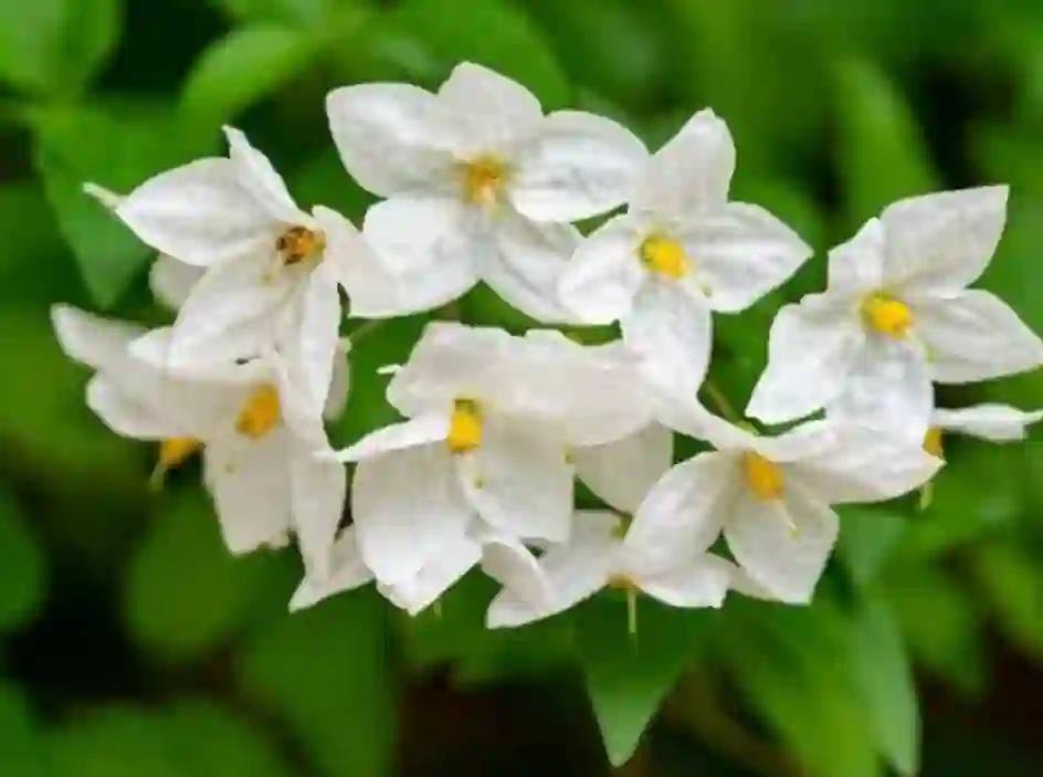 Gaziantep'te, Evinize Bereket ve Huzur Katacak 8 Şifalı Bitki! 6